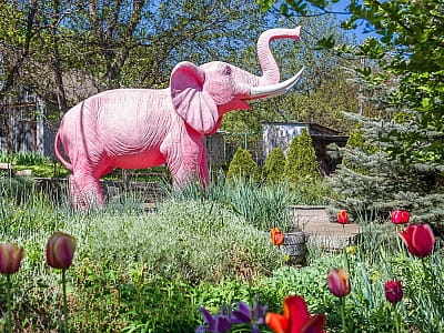 Заміський комплекс «Рожевий слон» — це вдале поєднання природи, зручного розташування та різноманітних можливостей для відпочинку. 