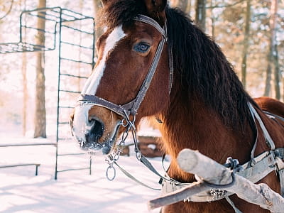 прогулянка на кінних санах в заміському комплексі "Смерекова Хата" в селі Кімната Тернопільської області
