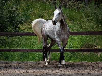 кінно-спортивний комплекс у заміському комплексі Verholy Relax Park у селі Соснова Полтавської області