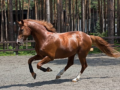 кінно-спортивний комплекс у заміському комплексі Verholy Relax Park у селі Соснова Полтавської області
