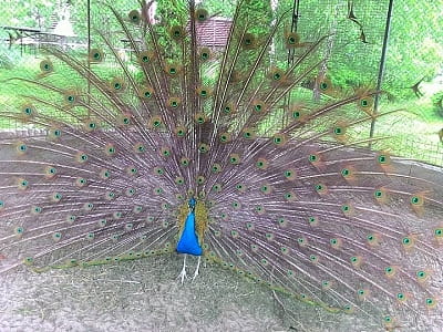 Зелена садиба Ділієва — це заміський комплекс для сімейного та компанійського відпочинку, розташований у мальовничому куточку біля водойми. 