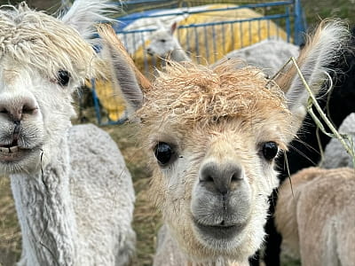 Alpaca Home — контактна ферма біля Рівного з альпаками, кізочками та кроликами. Прогулянки природою, фото й відпочинок для всієї сім’ї.