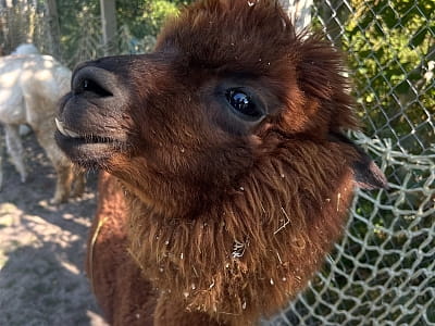 Alpaca Home — контактна ферма біля Рівного з альпаками, кізочками та кроликами. Прогулянки природою, фото й відпочинок для всієї сім’ї.
