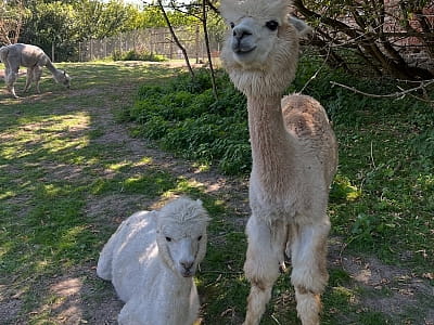 Alpaca Home — контактна ферма біля Рівного з альпаками, кізочками та кроликами. Прогулянки природою, фото й відпочинок для всієї сім’ї.