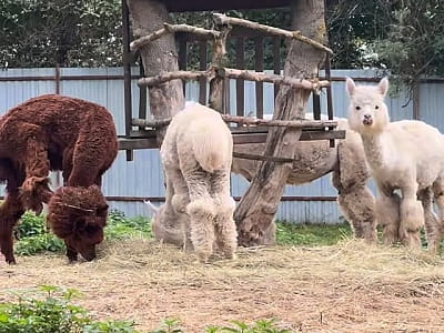 Alpaca Home - це особливий пухнастий куточок радості неподалік від Рівного, де природа, тварини та щирі емоції поєднуються в один ідеальний день відпочинку. 