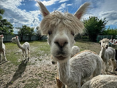 Alpaca Home — контактна ферма біля Рівного з альпаками, кізочками та кроликами. Прогулянки природою, фото й відпочинок для всієї сім’ї.