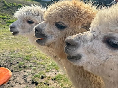 Alpaca Home — контактна ферма біля Рівного з альпаками, кізочками та кроликами. Прогулянки природою, фото й відпочинок для всієї сім’ї.