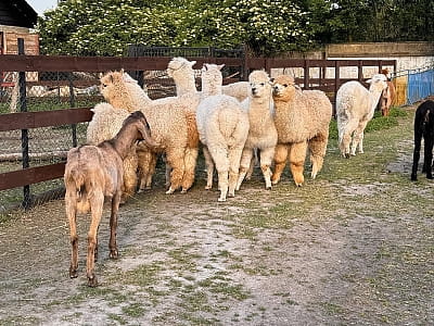 Alpaca Home — контактна ферма біля Рівного з альпаками, кізочками та кроликами. Прогулянки природою, фото й відпочинок для всієї сім’ї.