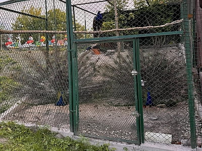 Alpaca Home - це особливий пухнастий куточок радості неподалік від Рівного, де природа, тварини та щирі емоції поєднуються в один ідеальний день відпочинку. 