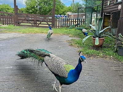 Alpaca Home — контактна ферма біля Рівного з альпаками, кізочками та кроликами. Прогулянки природою, фото й відпочинок для всієї сім’ї.