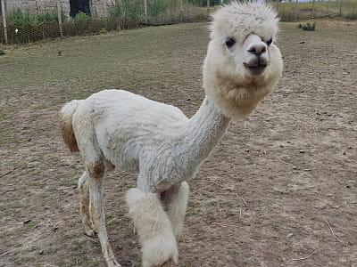 Alpaca Home — контактна ферма біля Рівного з альпаками, кізочками та кроликами. Прогулянки природою, фото й відпочинок для всієї сім’ї.