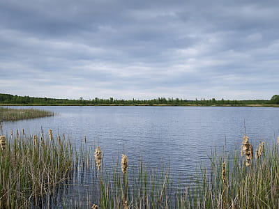 Озеро Карасинець біля Шацька — затишна водойма Шацьких озер із теплою мілкою водою, риболовлею та спокійною природою Полісся.