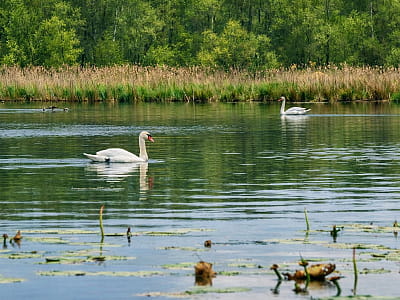 Озеро Кругле біля Шацька — мілководна карстова водойма Шацьких озер з тихими берегами, чистою водою та чудовими умовами для відпочинку.