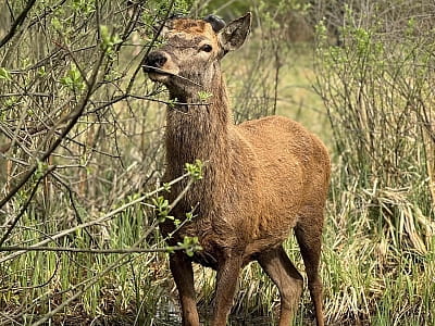 Олені в екопарку «На рогах» у селі Мусійки Київської області