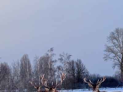 Олені в екопарку «На рогах» у селі Мусійки Київської області