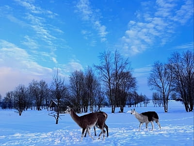 Оленячий парк «На рогах» під Києвом — це не просто туристична локація, а справжній простір відновлення природи й надії.