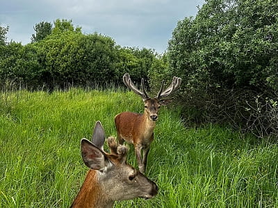 Олені в екопарку «На рогах» у селі Мусійки Київської області