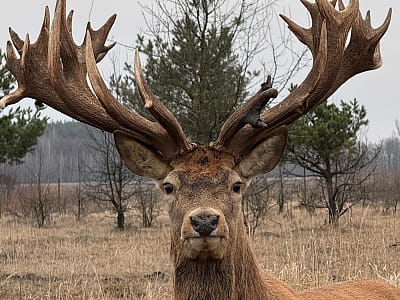 Олені в екопарку «На рогах» у селі Мусійки Київської області