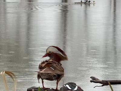 Оленячий парк «На рогах» під Києвом — це не просто туристична локація, а справжній простір відновлення природи й надії.