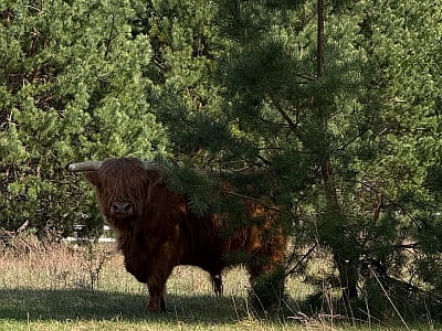 Оленячий парк «На рогах» під Києвом — це не просто туристична локація, а справжній простір відновлення природи й надії.