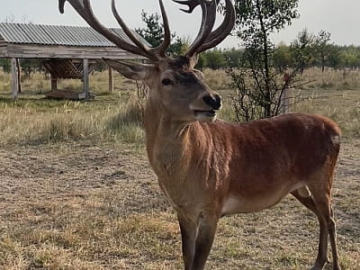 Олені в екопарку «На рогах» у селі Мусійки Київської області