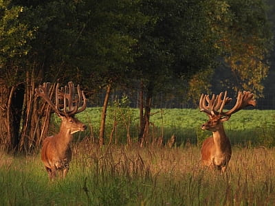 Оленячий парк «На рогах» під Києвом — це не просто туристична локація, а справжній простір відновлення природи й надії.