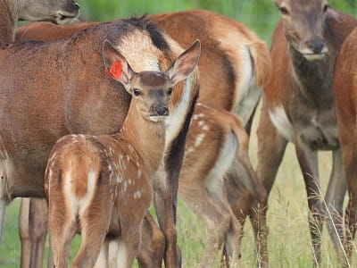 Олені в екопарку «На рогах» у селі Мусійки Київської області