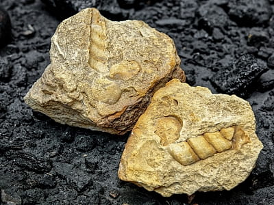 викопні скам'янілості в центральноукраїнському обласному краєзнавчому музеї в Кропивницькому