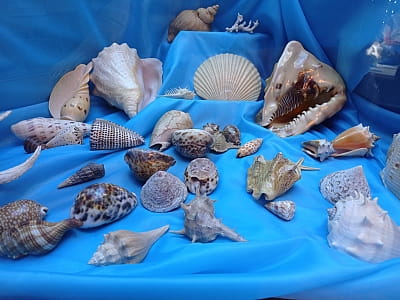 Колекції Центральноукраїнського обласного краєзнавчого музею вражають різноманіттям і масштабом — тут зібрано унікальні пам’ятки історії, археології, природи та мистецтва, що відображають розвиток краю від прадавніх часів до сучасності. 