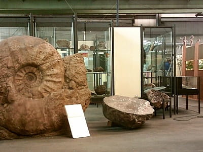 викопні скам'янілості в центральноукраїнському обласному краєзнавчому музеї в Кропивницькому