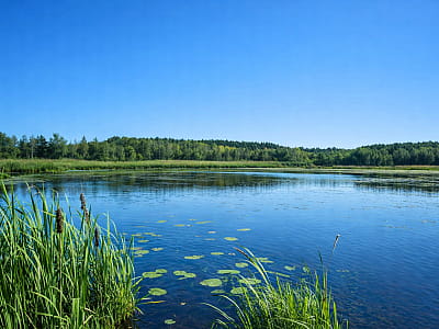Озеро Звединка біля Шацька — карстова водойма Шацьких озер із бобрами, болотяною рослинністю та можливістю тихого відпочинку на природі.