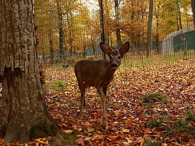 реабілітаційний центр для диких тварин загальною площею 32 га в заміському комплексі ARDEN PALACE Medical Resort & SPA в селищі Сатанів Хмельницької області