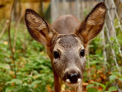 реабілітаційний центр для диких тварин загальною площею 32 га в заміському комплексі ARDEN PALACE Medical Resort & SPA в селищі Сатанів Хмельницької області