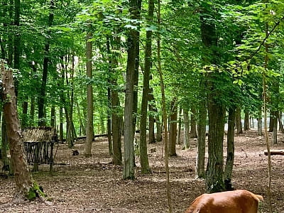 реабілітаційний центр для диких тварин загальною площею 32 га в заміському комплексі ARDEN PALACE Medical Resort & SPA в селищі Сатанів Хмельницької області