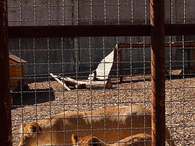 реабілітаційний центр для диких тварин загальною площею 32 га в заміському комплексі ARDEN PALACE Medical Resort & SPA в селищі Сатанів Хмельницької області
