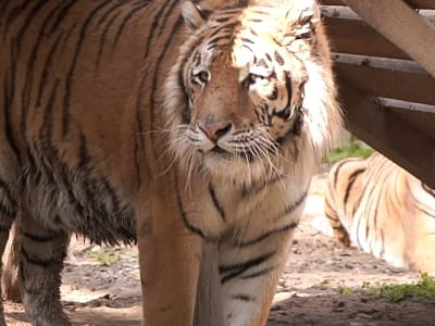 реабілітаційний центр для диких тварин загальною площею 32 га в заміському комплексі ARDEN PALACE Medical Resort & SPA в селищі Сатанів Хмельницької області