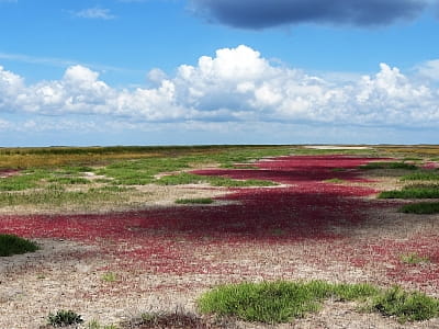 Солончак на острові Джарилгач