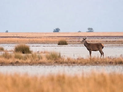 Олені на острові Джарилгач