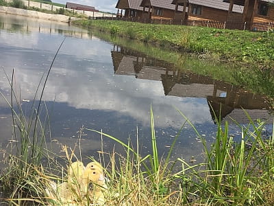 Спортивно – аматорська риболовля на ставку в заміському комплексі «Rancho»в селі Лісові Гринівці біля міста Хмельницький