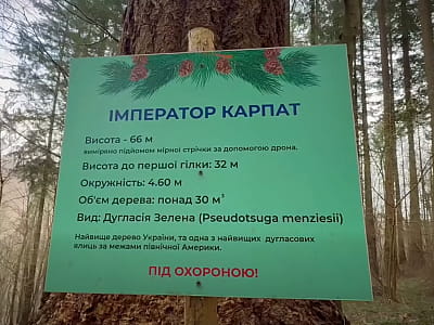 Імператор Карпат — найвище дерево України