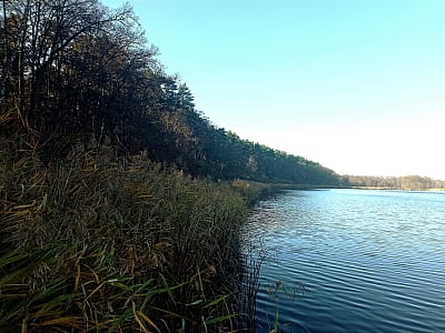 Озеро нижнє Велике в національному природному парку «Залісся» в Київській області
