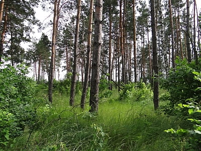 Територія національного природного парку «Залісся» в Київській області