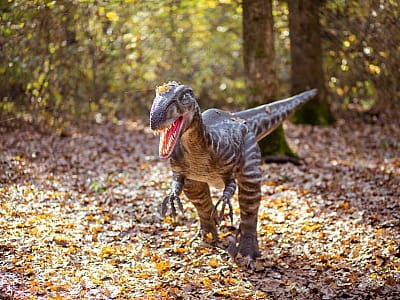 прогулятися серед гігантських динозаврів в DinoPark Берегово в селі Яноші Закарпатської області