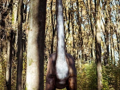 прогулятися серед гігантських динозаврів в DinoPark Берегово в селі Яноші Закарпатської області