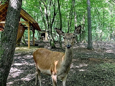 благородні олені в парку УРУРУ біля Львова