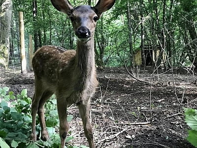 благородні олені в парку УРУРУ біля Львова