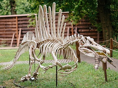 скелети динозаврів в парку DINO PARK у Київському Гідропарку