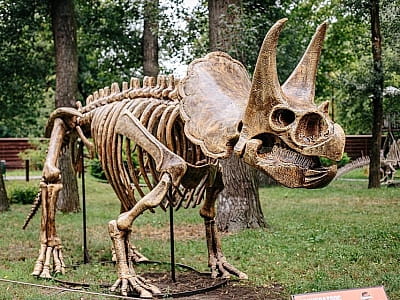 скелети динозаврів в парку DINO PARK у Київському Гідропарку