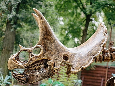 скелети динозаврів в парку DINO PARK у Київському Гідропарку