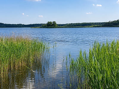 Озеро Острівне біля Любохин на Волині: чиста вода, острів серед лісу, риболовля, пляжний відпочинок та мальовнича природа.